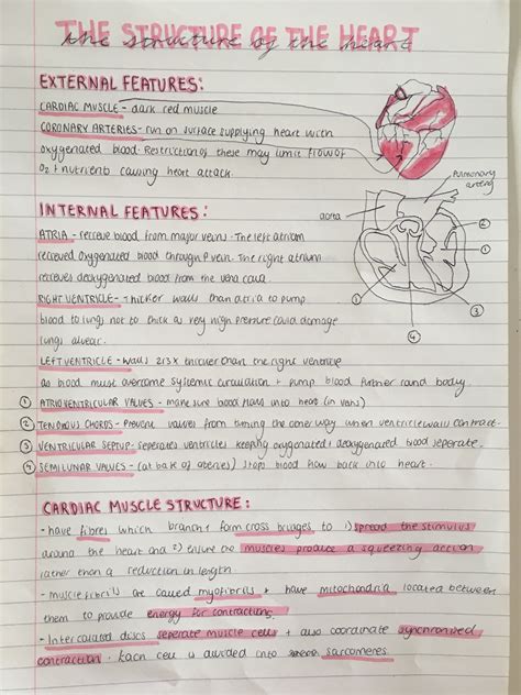 A Level Biology Revision Biology Revision Biology Notes A Level