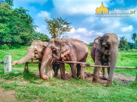 Tour Santuario De Elefantes En Chiang Mai Tu Gu A En Tailandia