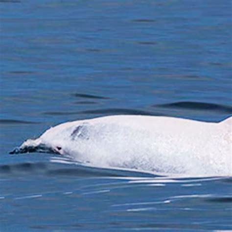 Albino Dolphin