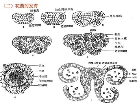 种子植物形态解剖学4上课用word文档在线阅读与下载无忧文档