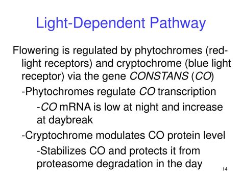 Ppt Plant Reproduction Powerpoint Presentation Free Download Id27616