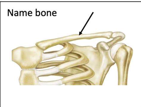 Anatomy Lab Exam 2 Flashcards Quizlet