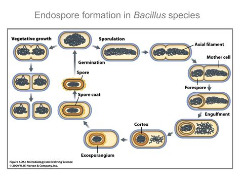 Sporulation