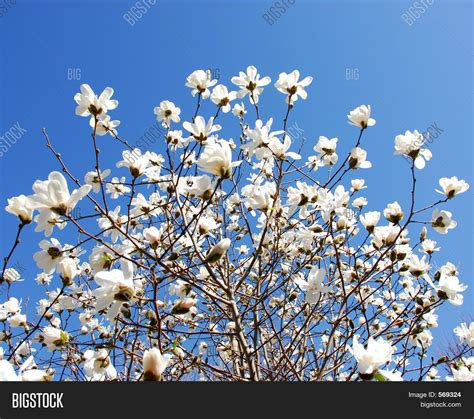 Blooming Magnolia Image & Photo (Free Trial) | Bigstock