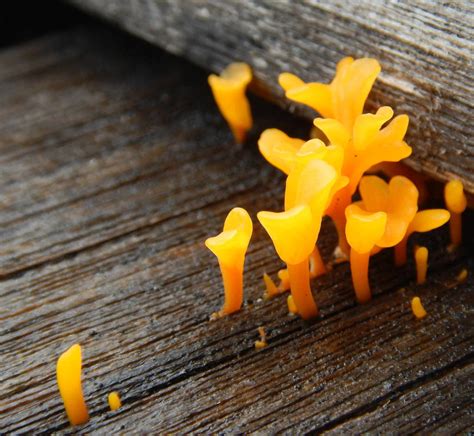Fan Shaped Jelly Fungus From Fannie Bay Northern Territory Australia