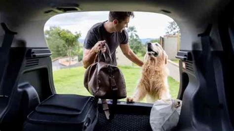 Precauciones Y Consejos Para Transportar A Tus Mascotas De Modo Seguro