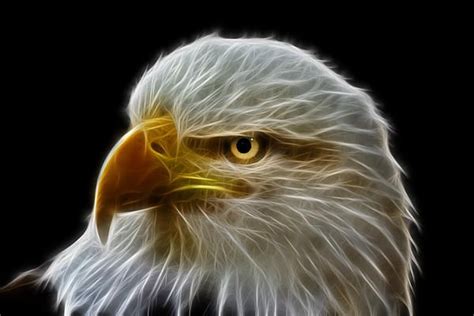 Bird Artwork Neon Glow House System Fractal Art Bald Eagle My