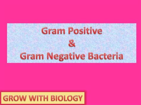 Gram Positive And Gram Negative Ppt