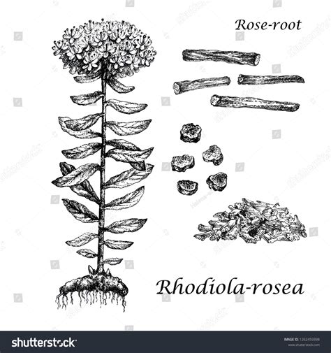 Realistic Illustration Rhodiola Rosea Botanical Drawing 스톡 일러스트