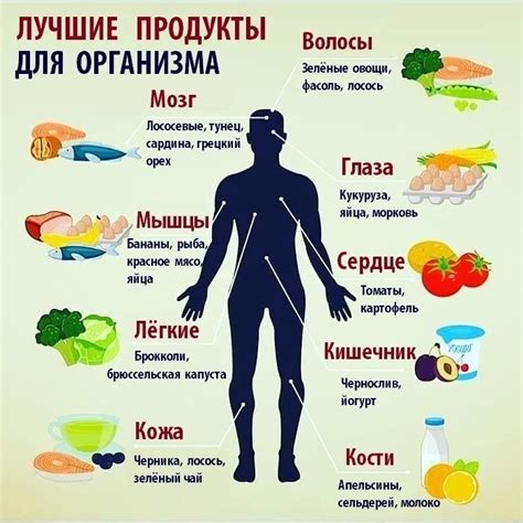 Полезные продукты питания: список самых необходимых