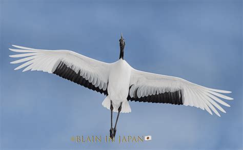 Preserving The Dance Of The Red Crowned Crane Hokkaido Birding Tour