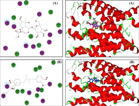 D And D Binding Modes Of Lamiide A And Ndga B Within Flap Active