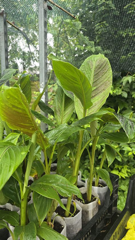 Musa Sikkimensis Red Tiger Darjeeling Banane