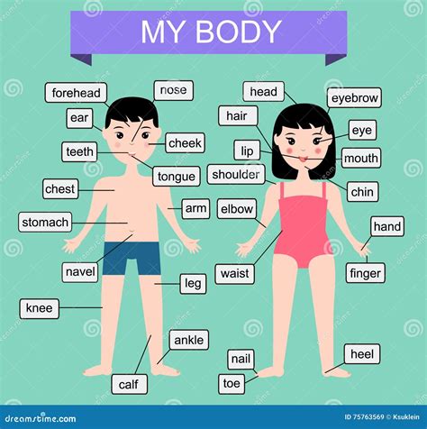 My Body Learning Human Parts Of Body Educational Vector Illustration