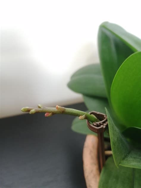 bloom dying off, it started well but suddenly the buds just died. it's