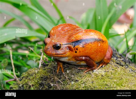 Tomato Frog Dyscophus Antongilii Madagascar Africa Stock Photo Alamy