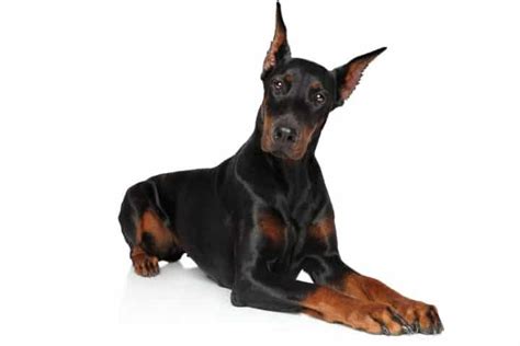 500+ Tough and Unique Doberman Names - Dog Dispatch