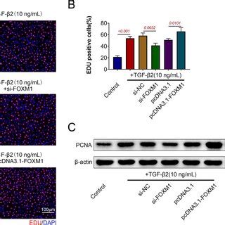 Foxm Induces Cell Migration In Tgf Stimulated Hle B Cells A B