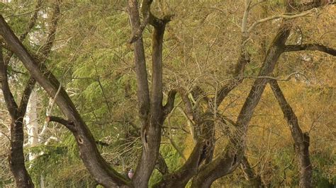 Reggio Emilia A Tree In Parco Del Popolo 4k 24p Cc Stock Youtube