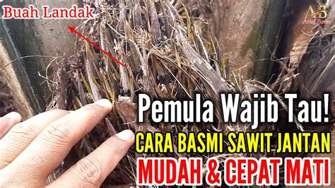 Cara Membunuh Kelapa Sawit Jantan Atau Berbuah Landak Youtube