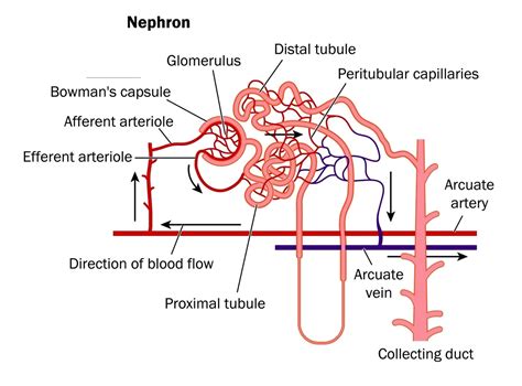 Label The Nephron Diagram