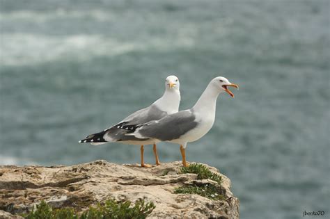 Birding Cascais Gaivotas Em Cascais