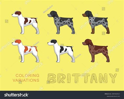 Dog Brittany Coloring Variations Cartoon Vector Stock Vector (Royalty Free) 2087642917 ...