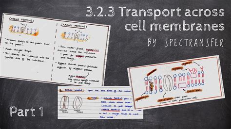 Easy Revision Aqa A Level Biology 323 Transport Across Cell Membranes By Spectransfer Part 1