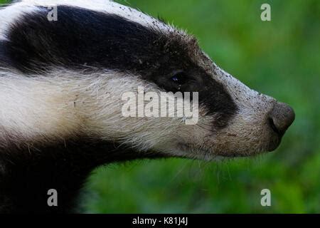 A Close Up Portrait Of A Badger Meles Meles Facing Forward Stock