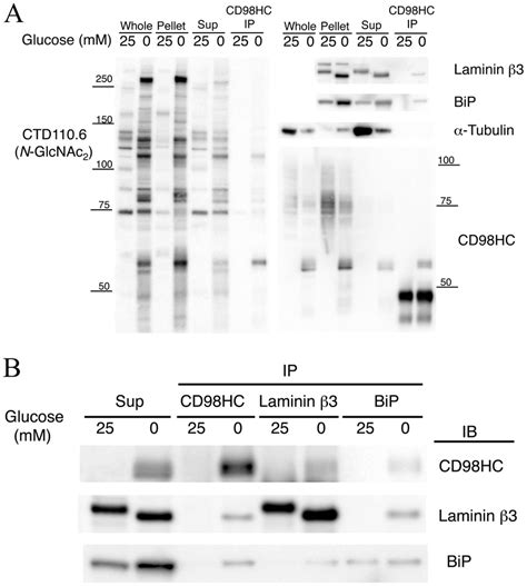 Immunoblot Analysis Of Immunoprecipitated Samples A Immunoblots Of