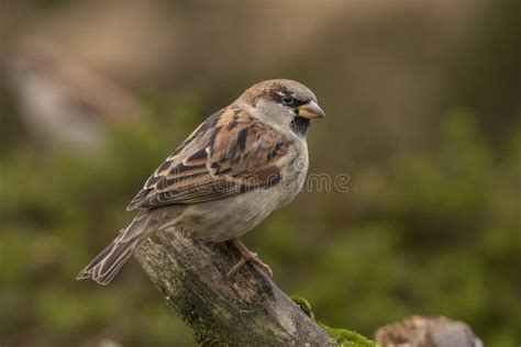 Sparrow, Passeridae. Garden Bird Stock Image - Image of passeridae, seeds: 132866533