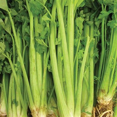 Tall Utah 52 70 Celery Seeds