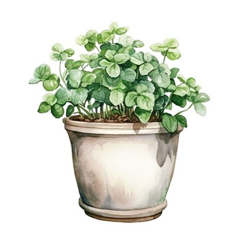 Watercolor Han Drawn Garden Pot Watercolor Flora Botany Png