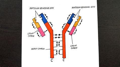 Diagram And Label The Structure Of An Antibody Krone Traurig