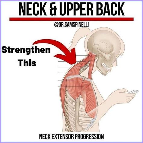 Neck Strengthening Exercises Artofit