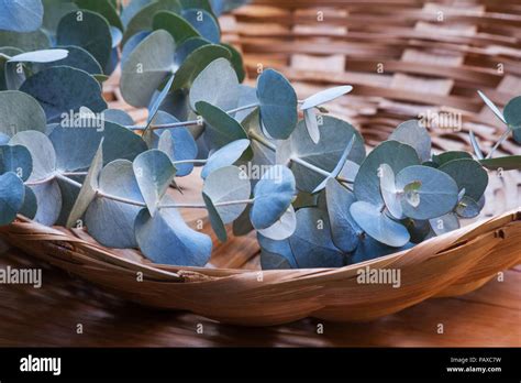Eucalyptus Cuttings In A Basket Stock Photo Alamy