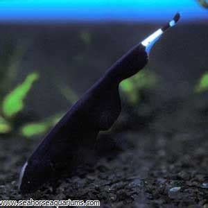 Black Ghost Knifefish - Seahorse Aquariums Ltd