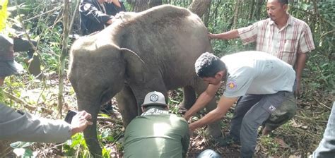 Terluka Karena Jerat Gajah Usia Tahun Di Aceh Terpisah Dari Kawanan