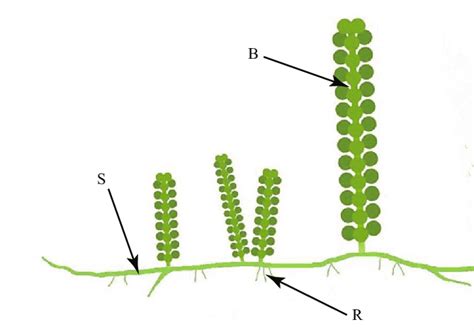 Diagram Of Caulerpa Lentillifera Showing A Branch B The Stolon S