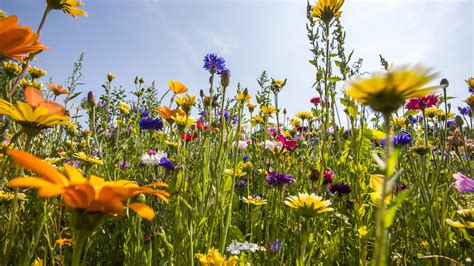 Hintergrundbilder Bunte Blumenwiese Kostenloser Isakcarlaxel