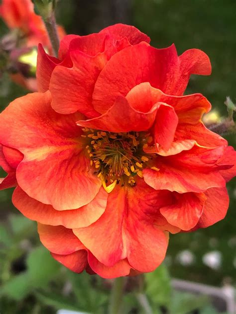 Geum Scarlet Tempest Hare Spring Cottage Plants