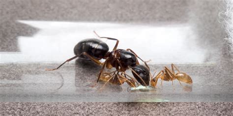 10 Fascinating Facts About Queen Ants Aptive Environmental