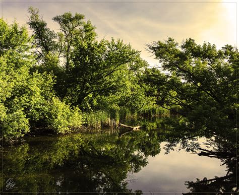 Pond Reflection on Behance