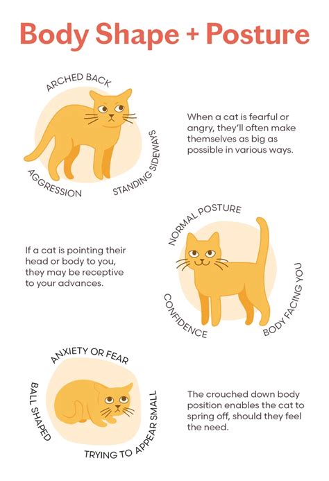 The Definitive Guide To Cat Behavior And Body Language Artofit