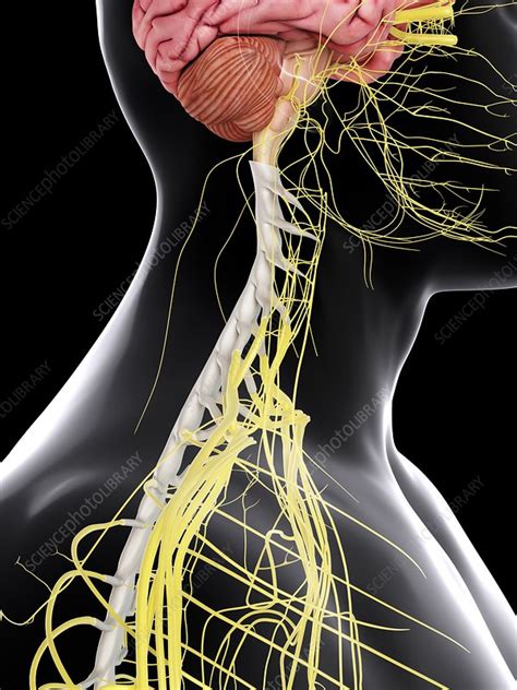 Human Brain And Spinal Cord Illustration Stock Image F0115812