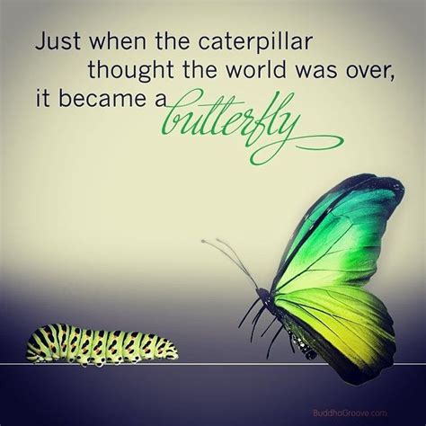 Just When The Caterpillar Thought The World Was Over It Became A Butterfly Butterfly Quotes