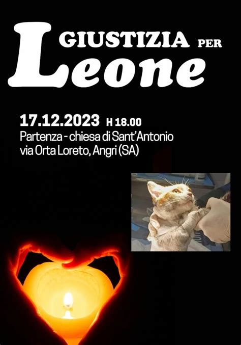 Gatto Scuoiato Vivo Commozione E Fiaccolata Per Leone