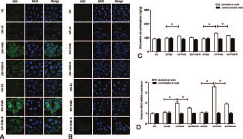 Histidine Decarboxylase Levels In The Splenius Muscle A B Histidine