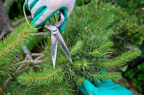 Premium Photo Gardener Pruning A Christmas Tree With Pruning Shears