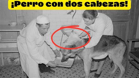 Perro con Dos Cabezas La Increíble Historia Real que Impactó al Mundo